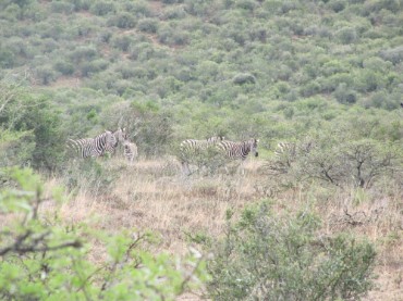 Double Drift Game Reserve